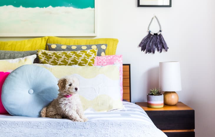 Newton s New Cooling Pet Bed Is Washable From Cover to Core